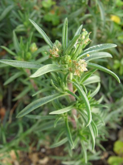 Plantago afra da confermare